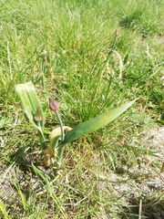 Tulipa gesneriana
