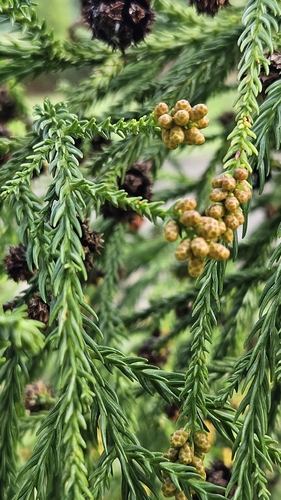 Cryptomeria japonica observed 2026-10-23