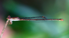 Ceriagrion praetermissum