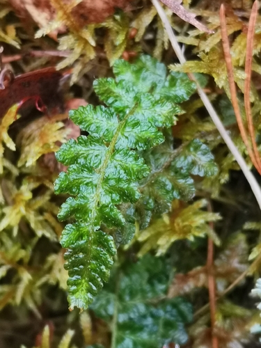Woodsia ilvensis observed 2026-10-24