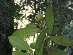 Baloghia inophylla