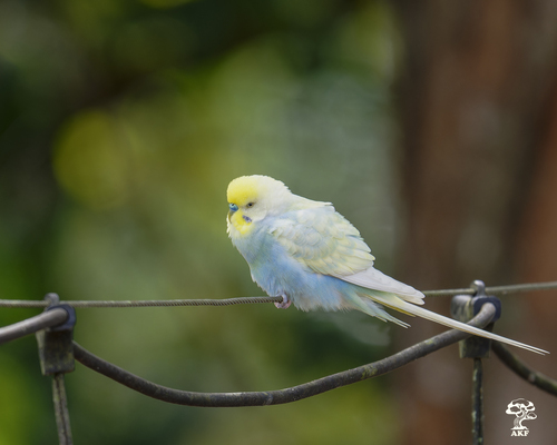 Melopsittacus undulatus observed 2026-10-23