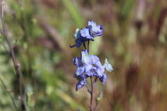 Delphinium parryi