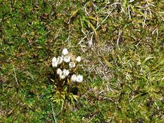 Gentianella muelleriana alpestris