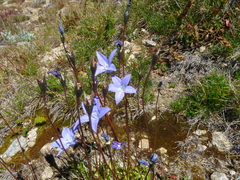 Wahlenbergia ceracea