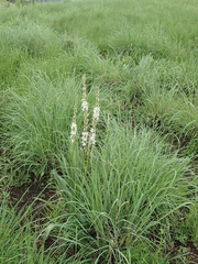 Chlorophytum bowkeri