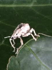 Dermatoxenus caesicollis