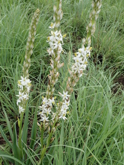 Chlorophytum bowkeri