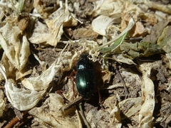 Harpalus affinis