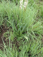 Chlorophytum bowkeri