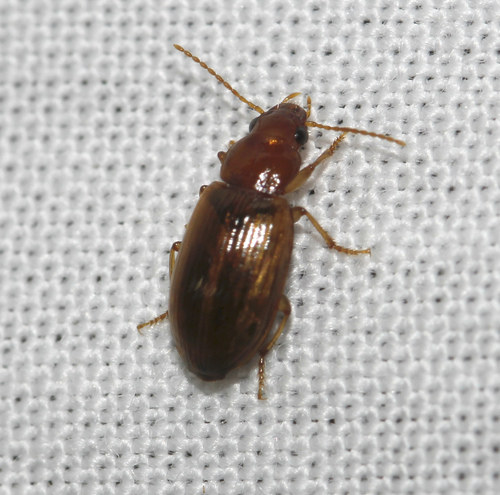 Bradycellus verbasci