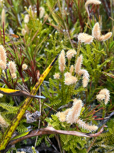 Diphasium scariosum observed 2026-10-22