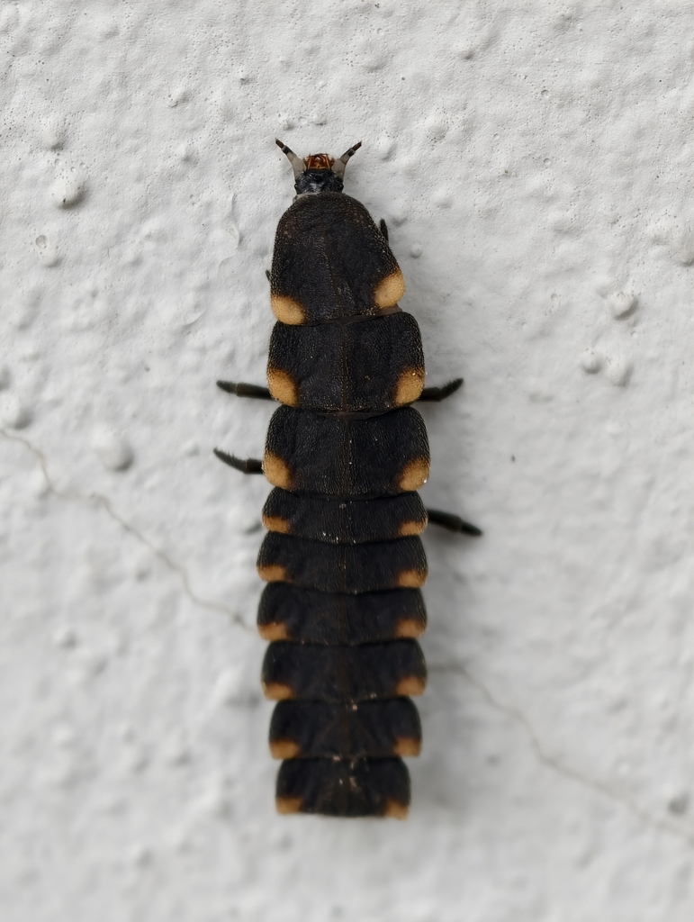 European Glow-worm