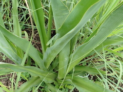 Chlorophytum bowkeri