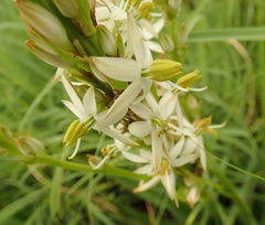 Chlorophytum bowkeri