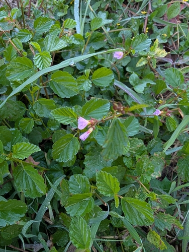 Melochia pyramidata observed 2026-10-24
