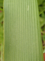 Chlorophytum bowkeri