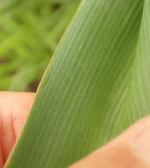 Chlorophytum bowkeri