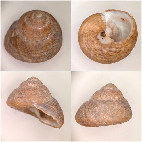 Gibbula philberti observed 2026-10-21