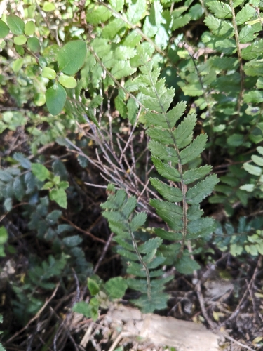 Icarus filiformis observed 2026-10-24