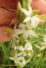 Chlorophytum bowkeri