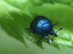 Pterocolus ovatus