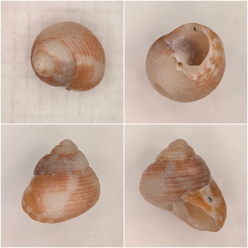 Gibbula turbinoides observed 2026-10-21