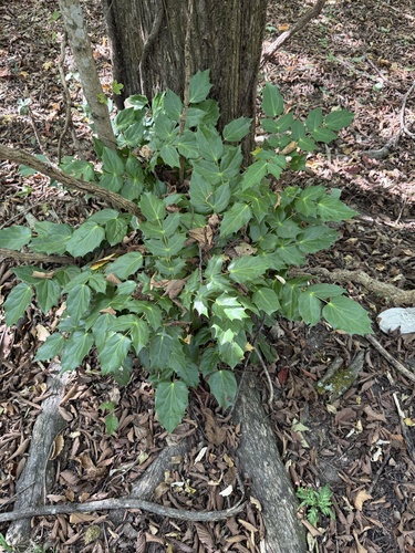 Mahonia japonica, 2026-10-24
