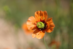 Papaver heterophyllum