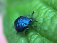 Pterocolus ovatus