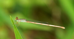 Ceriagrion olivaceum