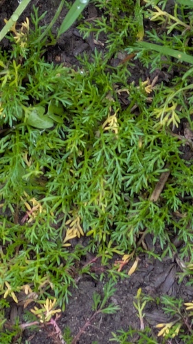 Lepidium didymum observed 2026-10-24