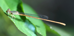 Ceriagrion olivaceum