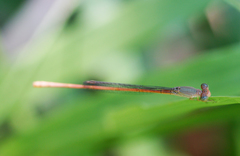 Ceriagrion olivaceum