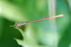Ceriagrion olivaceum