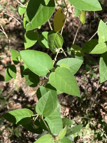 Bush croton