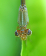 Ceriagrion olivaceum