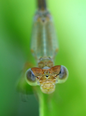 Ceriagrion olivaceum