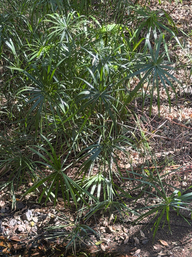 Cyperus alternifolius observed 2026-10-24