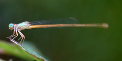 Ceriagrion olivaceum