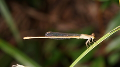 Ceriagrion olivaceum