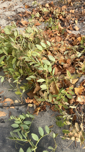 Lathyrus japonicus observed 2026-10-24