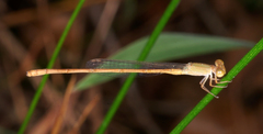 Ceriagrion olivaceum