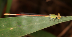 Ceriagrion olivaceum