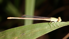 Ceriagrion olivaceum