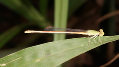 Ceriagrion olivaceum