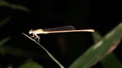 Ceriagrion olivaceum