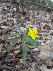 Anemonoides ranunculoides