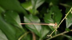 Ceriagrion olivaceum