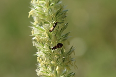 Micropterix
